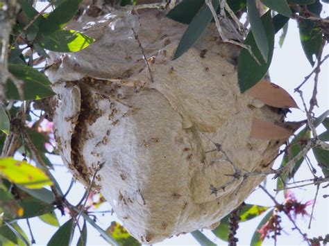 Yellow paper wasp nest - Green Path