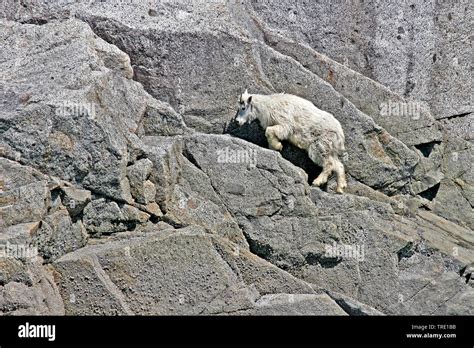 Mountain goat (Oreamnos americanus), climbing on a rock wall, USA, Alaska Stock Photo - Alamy