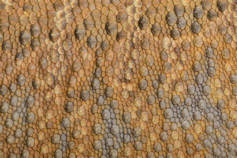 Dragon Skin Texture