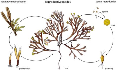 Figure 3 from Fucus radicans : Reproduction, adaptation a distribution patterns | Semantic Scholar