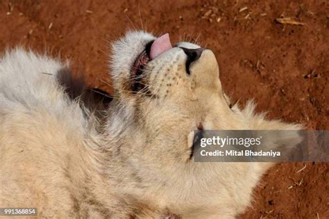 779 White Lioness Stock Photos, High-Res Pictures, and Images - Getty Images