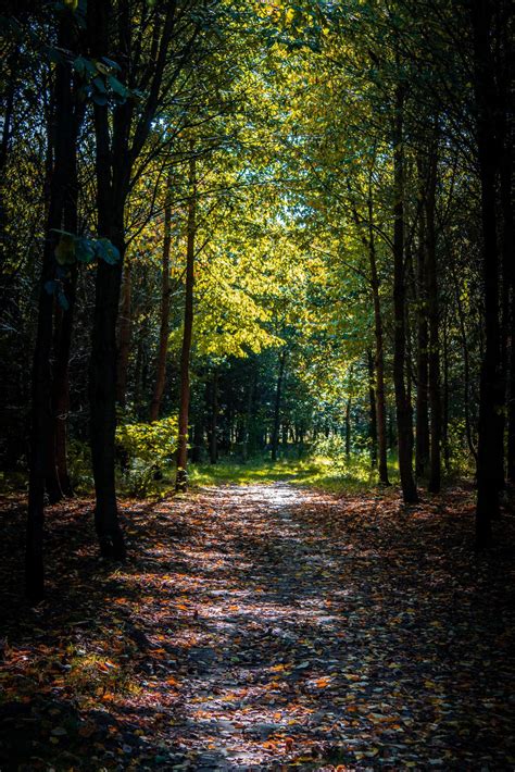 Foot path through trees in forest 1229212 Stock Photo at Vecteezy