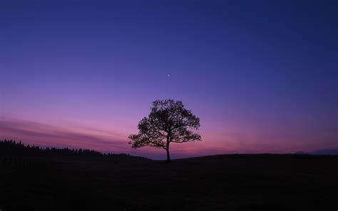 1920x1200 Resolution Dark Sky Tree Purple Sky Nature 1200P Wallpaper - Wallpapers Den