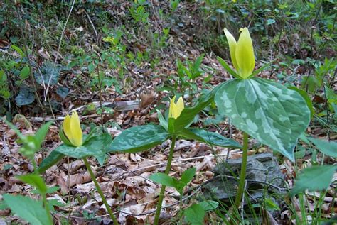 Native Plant Spotlight: Trillium