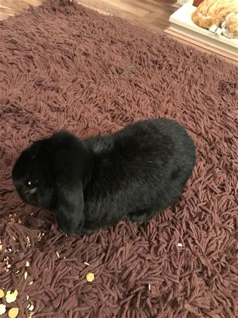 Black mini lop rabbit | in Hull, East Yorkshire | Gumtree