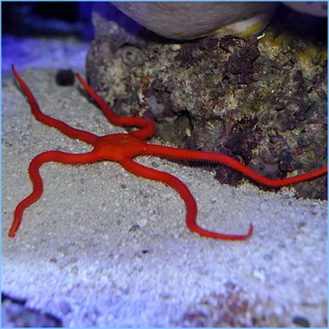 Red Serpent Starfish or Serpent Sea Star | Pete's Aquariums & Fish