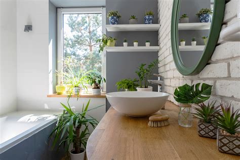 Indoor gardening: 11 plants that can thrive in your bathroom | Daily Sabah