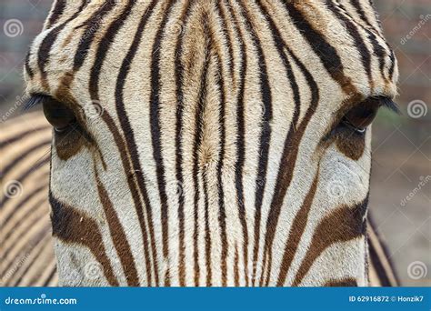 Zebra head close-up stock photo. Image of lines, wilderness - 62916872