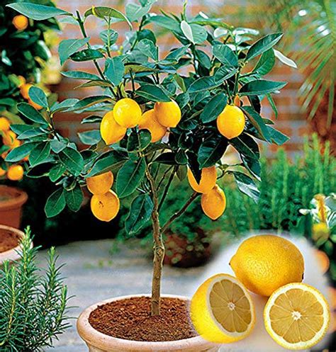 Dwarf Lemon Tree Seeds - 10 pcs/bag - cultivable as bonsai or tree - Buy Online in UAE ...