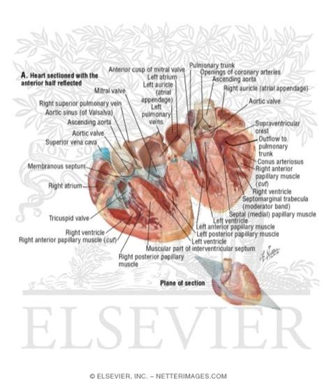 Interventricular Septum Histology