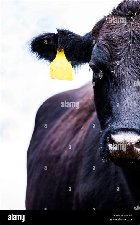 Angus cow half face Stock Photo - Alamy