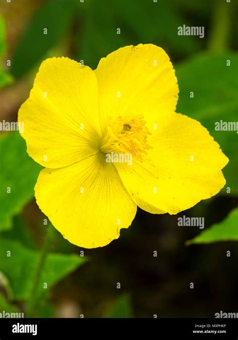 Poppy yellow flower hi-res stock photography and images - Alamy