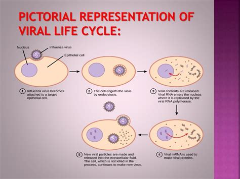 Viral life cycle