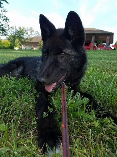 German Shepherd Timber Wolf Puppies Our Dog Wolf Colored