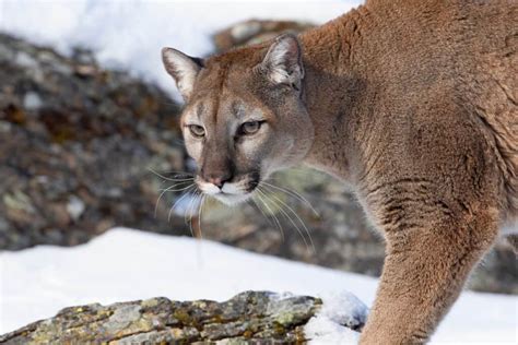 Mountain Lions in Kansas: What You Need to Know - A-Z Animals