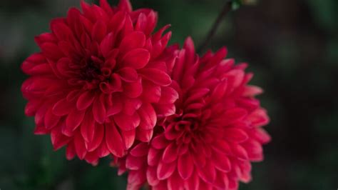 Chrysanthemum Meaning and Symbolism – Blossmcart Flowers