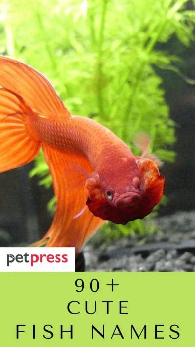 90+ Cute Fish Names - Cute Name Ideas For Your Pet Fish