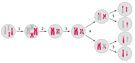 Meiosis: qué es, función, fases y sus características