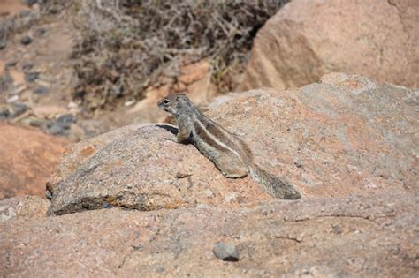 Premium Photo | Graceful squirrel in a natural habitat wildlife in ...