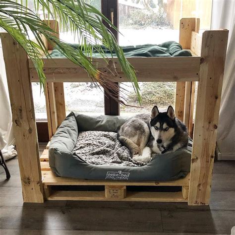 Siberian Husky Dog House - Orchids | Plants