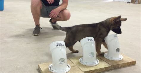 Cutest Police Dog In Training Is One Fast Learner