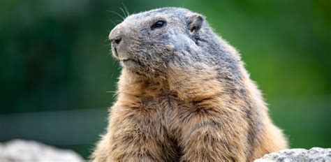 How Well Do You Know "Marmot Day"? - Quiz, Trivia & Questions