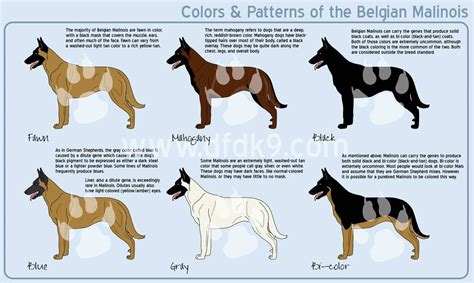 Belgian Malinois Colors by MauserGirl on DeviantArt German Shepherd ...