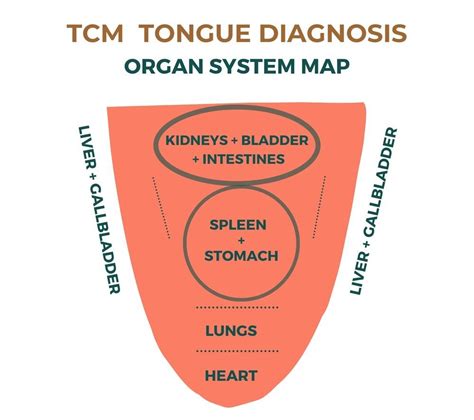 How to Diagnose a Tongue in Traditional Chinese Medicine — The Wellness ...