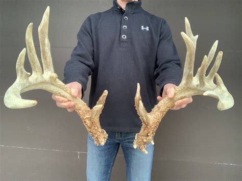 192 2/8" 21 point Whitetail Deer Sheds Matched set Massive shed Antlers Horns | eBay