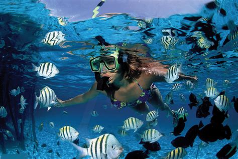 Go On a Snorkel Cruise to Providenciales' Barrier Reef