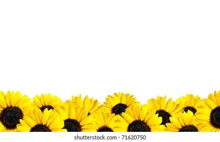 10,750 Row Sunflowers Images, Stock Photos, 3D objects, & Vectors ...