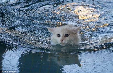 Why Does My Cat Hate Water? - CatGazette