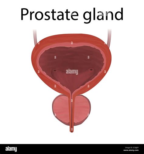 Prostate Gland