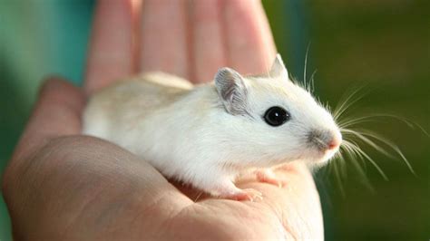 499+ Gerbil Names (Cute, Badass, And Funny Choices)