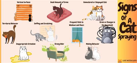 Cat Spraying (Urine Marking) - Causes, Management & Prevention