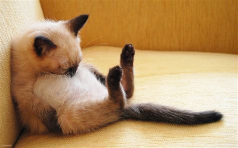 Funny sleeping cats