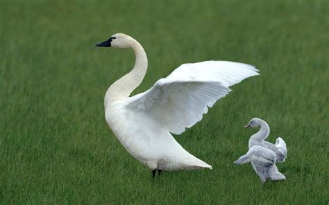 Swan Bird | Facts Information And Pictures | Wildlife Of World