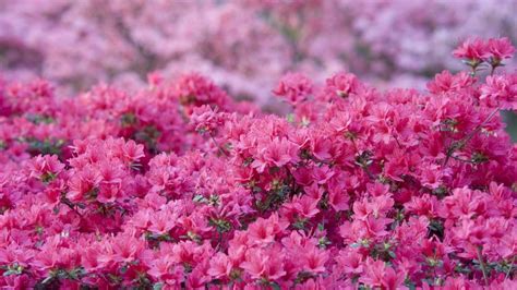 Azalea diseases: expert tips for spotting and solving issues | Homes ...