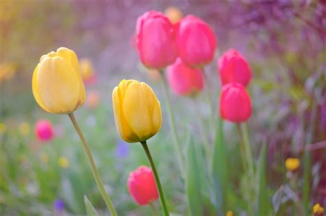 Premium Photo | Tulips in garden.