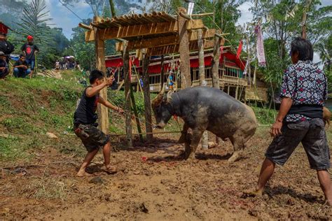 Tana Toraja “The living dead” or “Merry funeral!” - Travel Badger