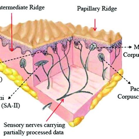 A scheme showing the physical location of mechanoreceptors in Glabrous... | Download Scientific ...