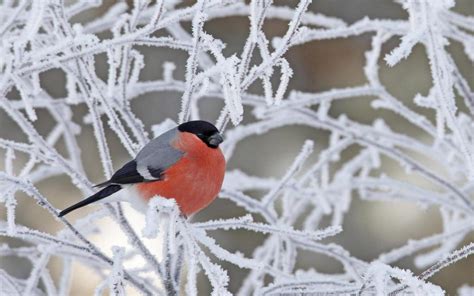 Vogel im Winter HD Desktop-Hintergrund: Breitbild: High-Definition: Vollbild