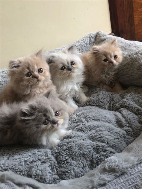 PennySaver | Teacup Persian Kittens in Orange, California, USA in 2021 | Teacup persian kittens ...