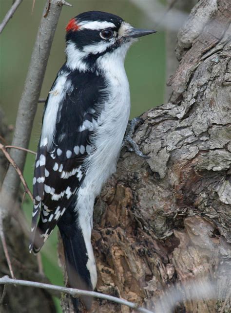 Downy Woodpecker Downy Woodpecker - Flag Day