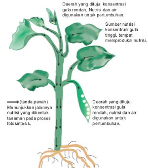 Apakah Alat Pernapasan Pada Tumbuhan