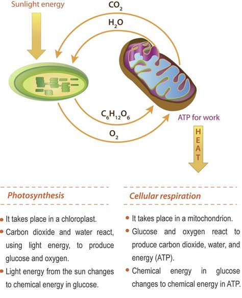 Photosynthesis And Respiration Worksheets