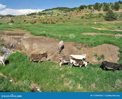 Cripple Creek Wild Donkeys stock image. Image of mountains - 115959433