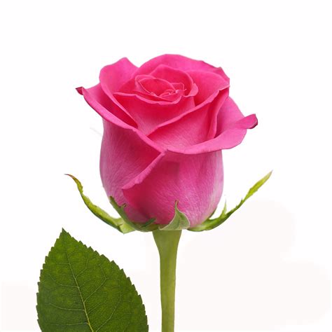 Hot Pink Roses 50 cm - Fresh Cut - 50 Stems - Walmart.com