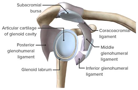 Shoulder Labrum Anatomy | My XXX Hot Girl