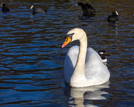 Swan In St Jamess Park In London Uk Stock Photo - Download Image Now ...